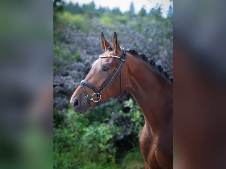 Oldenburg Gelding 3 years 16,2 hh Brown in Ankum