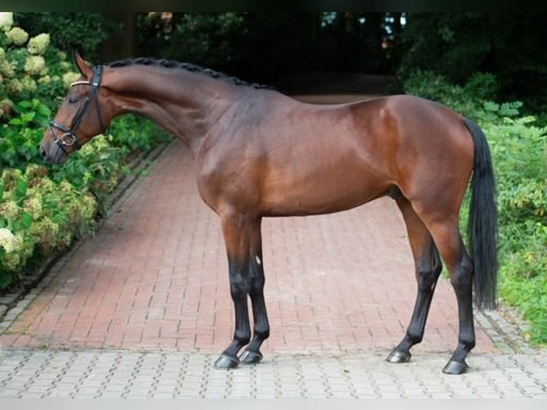 Oldenburg Gelding 3 years 16,2 hh Brown in Ankum