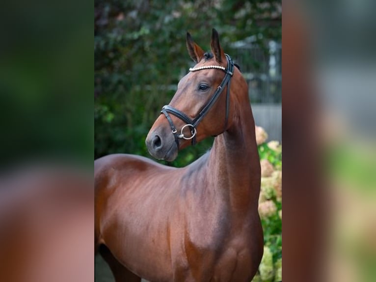 Oldenburg Gelding 3 years 16,2 hh Brown in Ankum