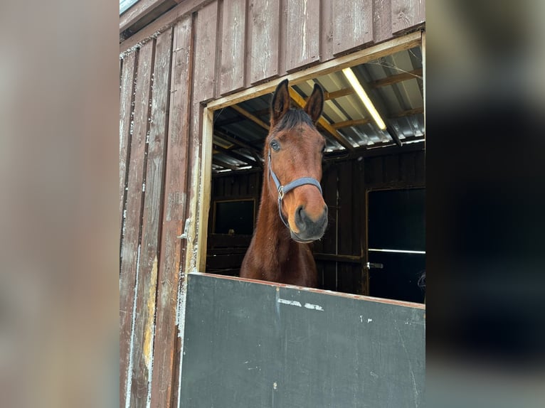Oldenburg Gelding 3 years 16.2 hh Brown in Bakum