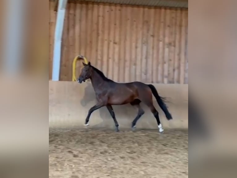 Oldenburg Gelding 3 years 16,2 hh Brown in Basdahl