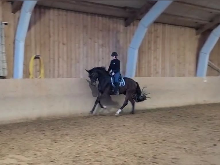 Oldenburg Gelding 3 years 16,2 hh Brown in Basdahl