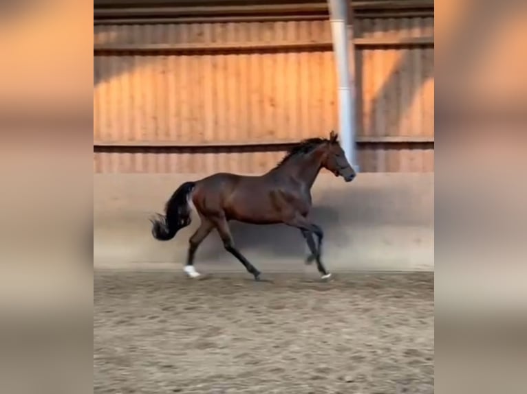 Oldenburg Gelding 3 years 16,2 hh Brown in Basdahl