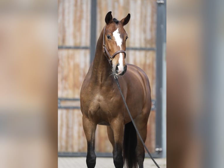 Oldenburg Gelding 3 years 16.2 hh Brown in Zieuwent