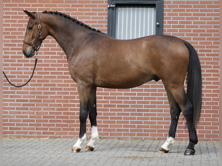 Oldenburg Gelding 3 years 16.2 hh Brown in Zieuwent