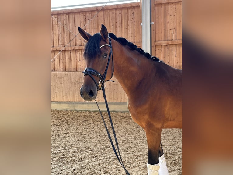 Oldenburg Gelding 3 years 16,2 hh Brown in Jengen