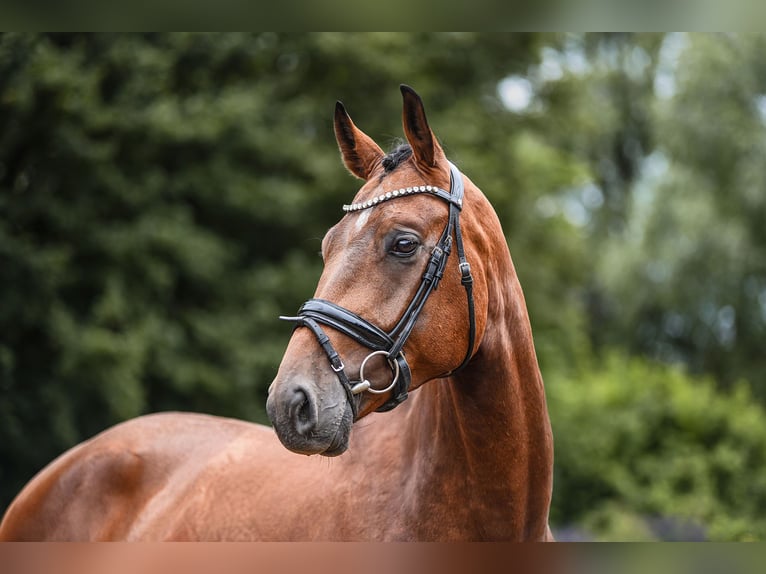 Oldenburg Gelding 3 years 16,2 hh Brown in Riedstadt