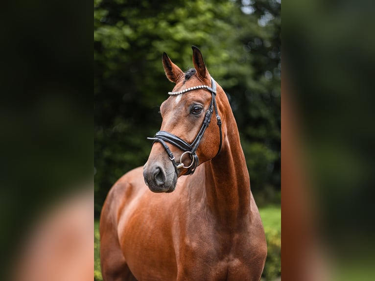 Oldenburg Gelding 3 years 16,2 hh Brown in Riedstadt