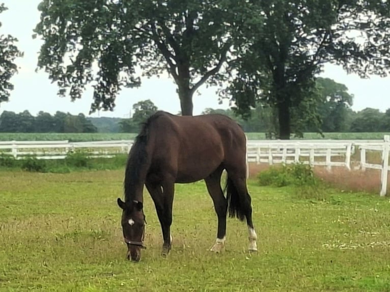 Oldenburg Gelding 3 years 16.2 hh Brown in Rotenburg (Wümme)