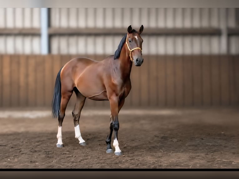 Oldenburg Gelding 3 years 16.2 hh Brown in Sprockhövel