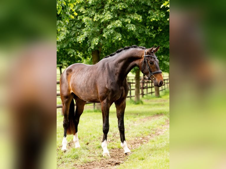 Oldenburg Gelding 3 years 16,2 hh Brown in St.Vith