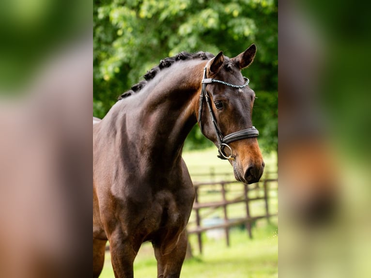 Oldenburg Gelding 3 years 16,2 hh Brown in St.Vith