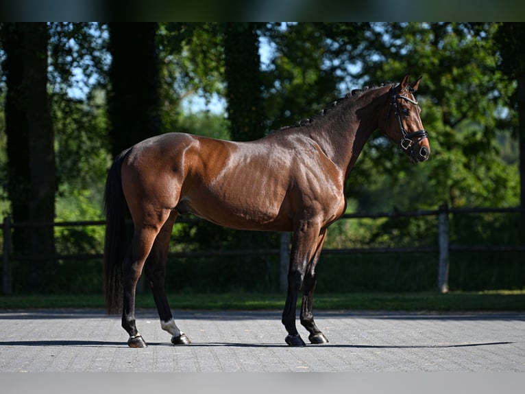 Oldenburg Gelding 3 years 16.2 hh Brown in Vorden