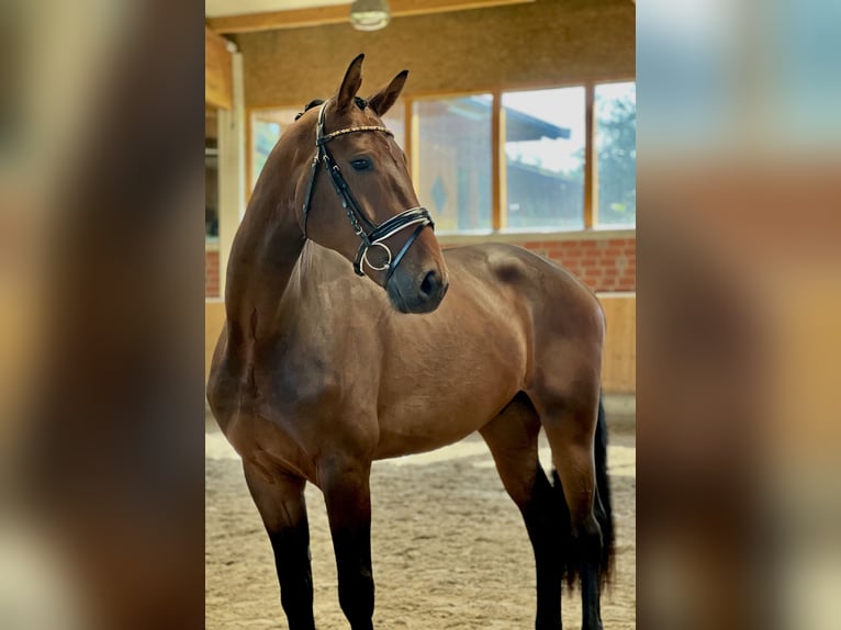 Oldenburg Gelding 3 years 16,2 hh Brown in Wallenhorst