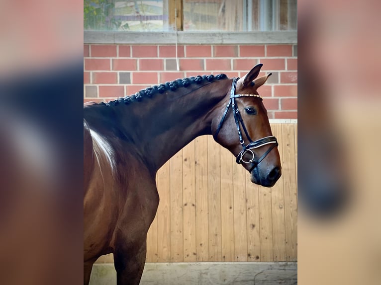 Oldenburg Gelding 3 years 16,2 hh Brown in Wallenhorst