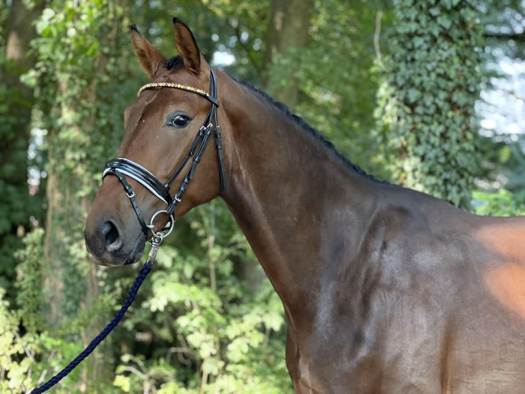 Oldenburg Gelding 3 years 16,2 hh Brown in Wallenhorst