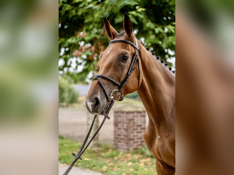 Oldenburg Gelding 3 years 16,2 hh Brown in GROTE-BROGEL