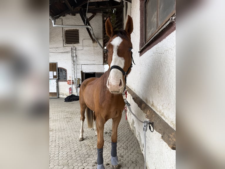 Oldenburg Gelding 3 years 16.2 hh Chestnut in München