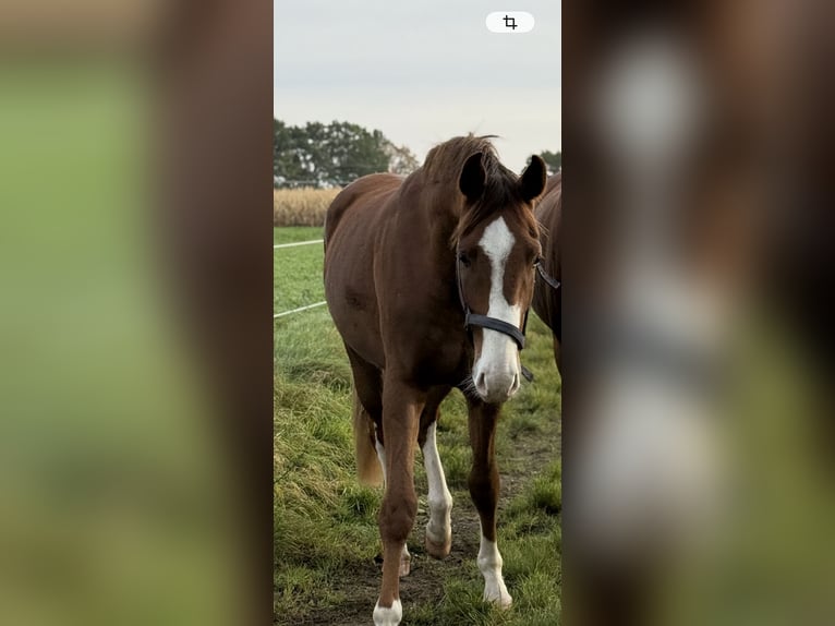 Oldenburg Gelding 3 years 16.2 hh Chestnut in München