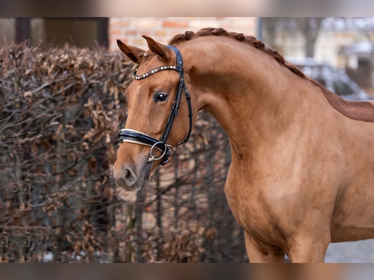 Oldenburg Gelding 3 years 16,2 hh Chestnut-Red in Berlin