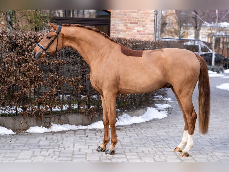 Oldenburg Gelding 3 years 16,2 hh Chestnut-Red in Berlin