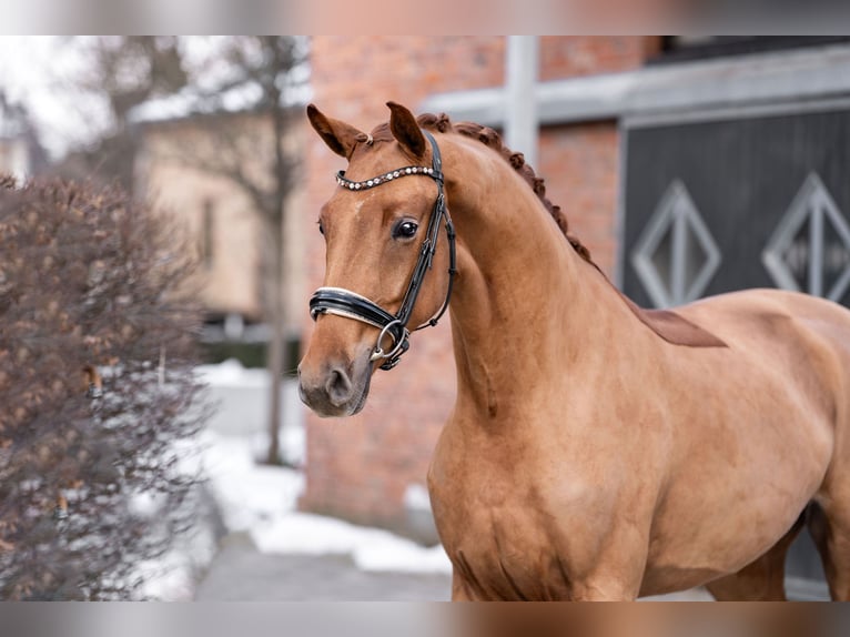 Oldenburg Gelding 3 years 16,2 hh Chestnut-Red in Berlin