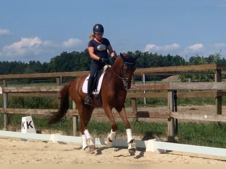 Oldenburg Gelding 3 years 16,2 hh Chestnut-Red in Budweis