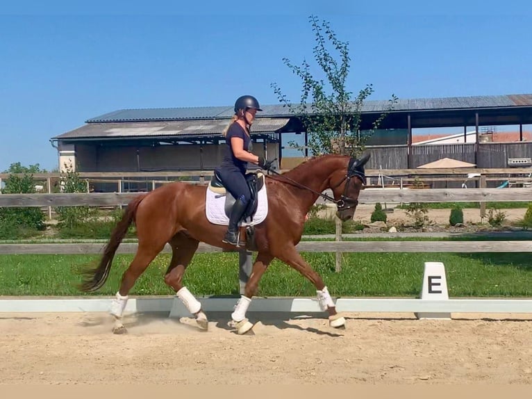 Oldenburg Gelding 3 years 16,2 hh Chestnut-Red in Budweis