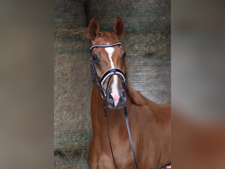 Oldenburg Gelding 3 years 16,2 hh Chestnut-Red in Herbstein