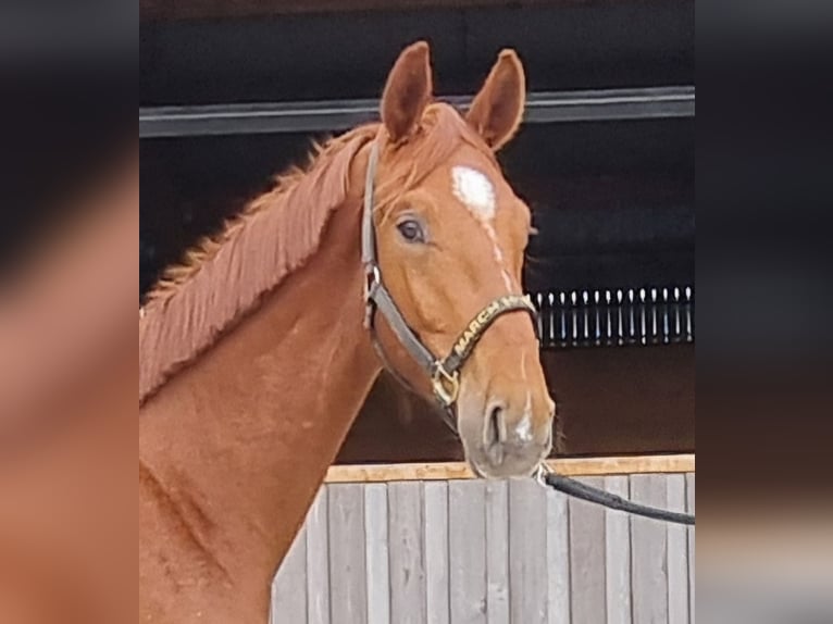 Oldenburg Gelding 3 years 16.2 hh Chestnut-Red in Neupotz