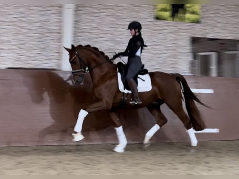 Oldenburg Gelding 3 years 16,2 hh Chestnut-Red in Wehringen