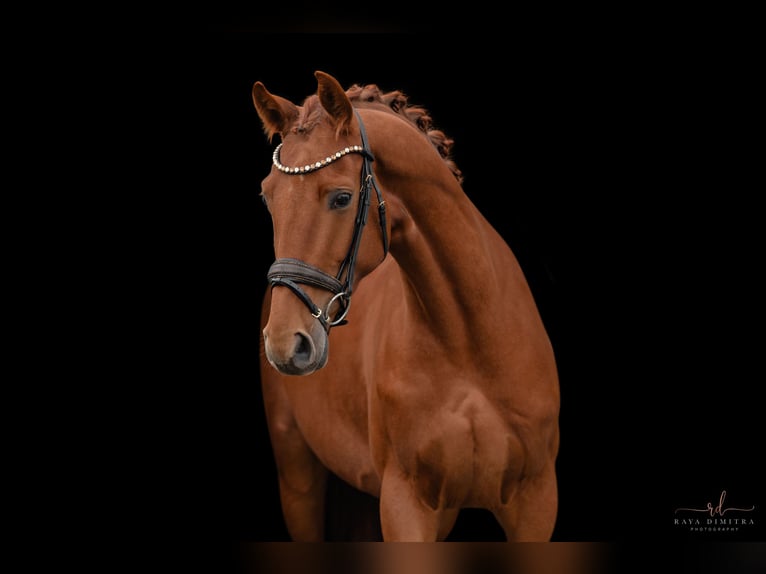 Oldenburg Gelding 3 years 16,2 hh Chestnut-Red in Wehringen