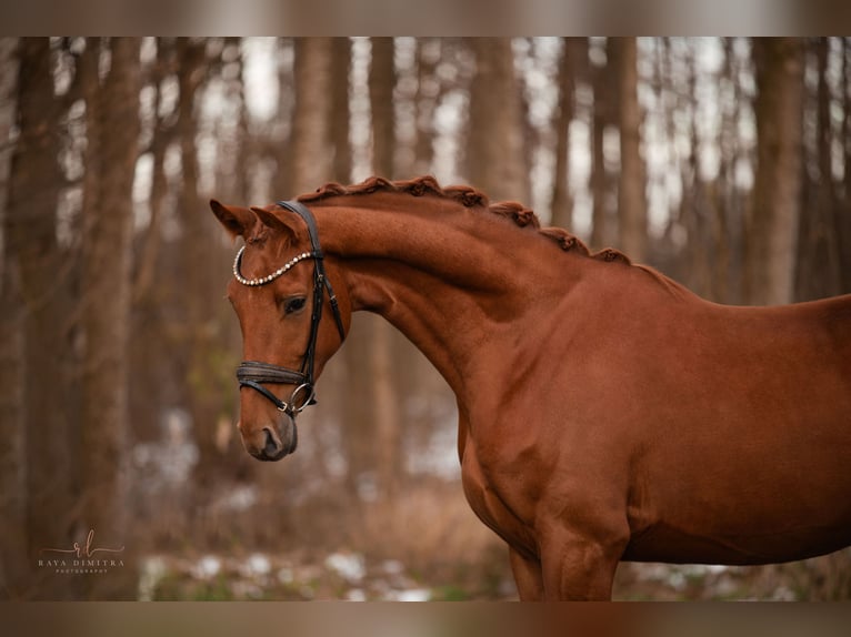 Oldenburg Gelding 3 years 16,2 hh Chestnut-Red in Wehringen