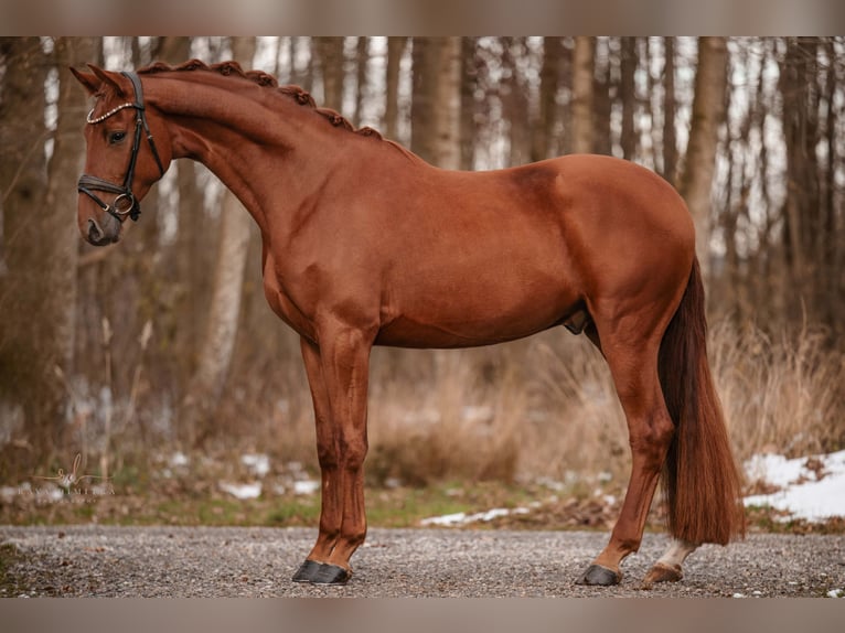 Oldenburg Gelding 3 years 16,2 hh Chestnut-Red in Wehringen