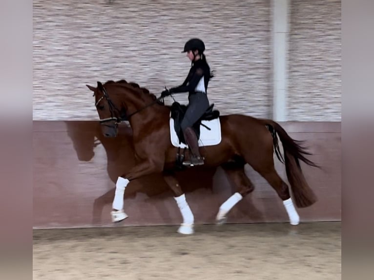 Oldenburg Gelding 3 years 16,2 hh Chestnut-Red in Wehringen