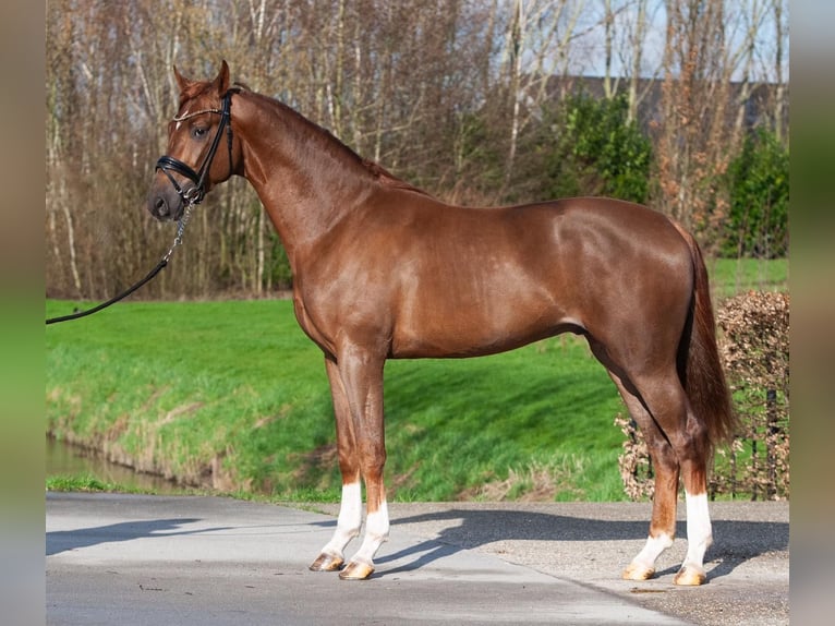 Oldenburg Gelding 3 years 16,2 hh Chestnut-Red in Umbrete