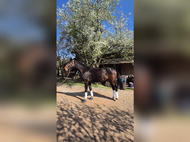 Oldenburg Gelding 3 years 16.3 hh Bay-Dark in Kronberg im Taunus