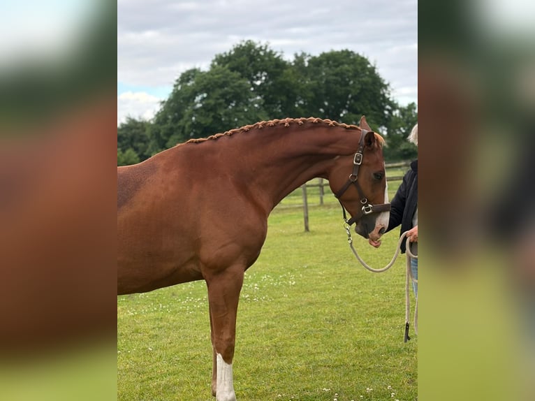 Oldenburg Gelding 3 years 16.3 hh Chestnut-Red in Schenefeld