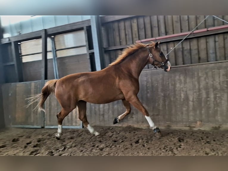 Oldenburg Gelding 3 years 16.3 hh Chestnut-Red in Schenefeld