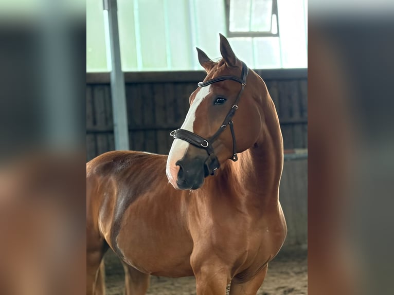 Oldenburg Gelding 3 years 16.3 hh Chestnut-Red in Schenefeld