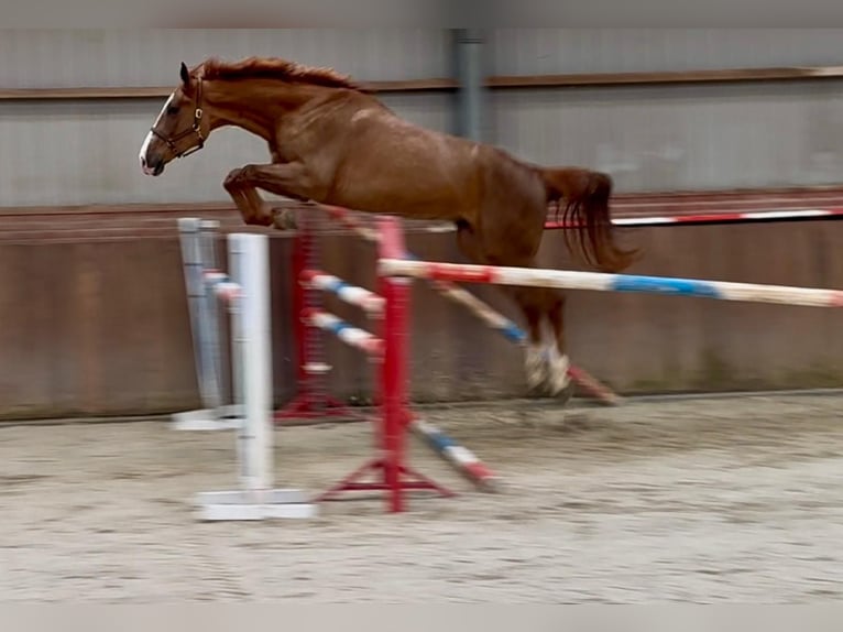 Oldenburg Gelding 3 years 16.3 hh  in GROTE-BROGEL