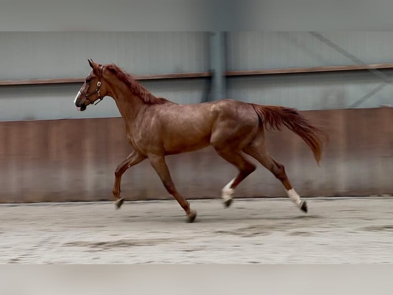 Oldenburg Gelding 3 years 16.3 hh  in GROTE-BROGEL