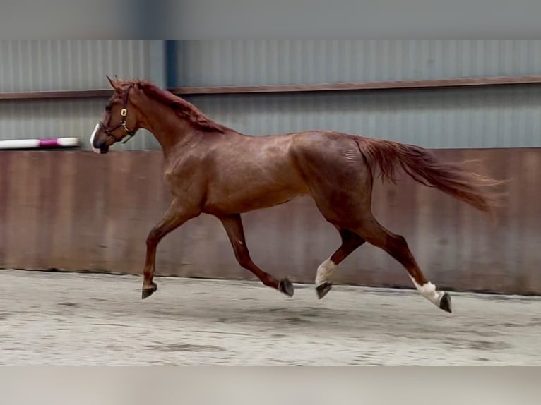 Oldenburg Gelding 3 years 16.3 hh  in GROTE-BROGEL