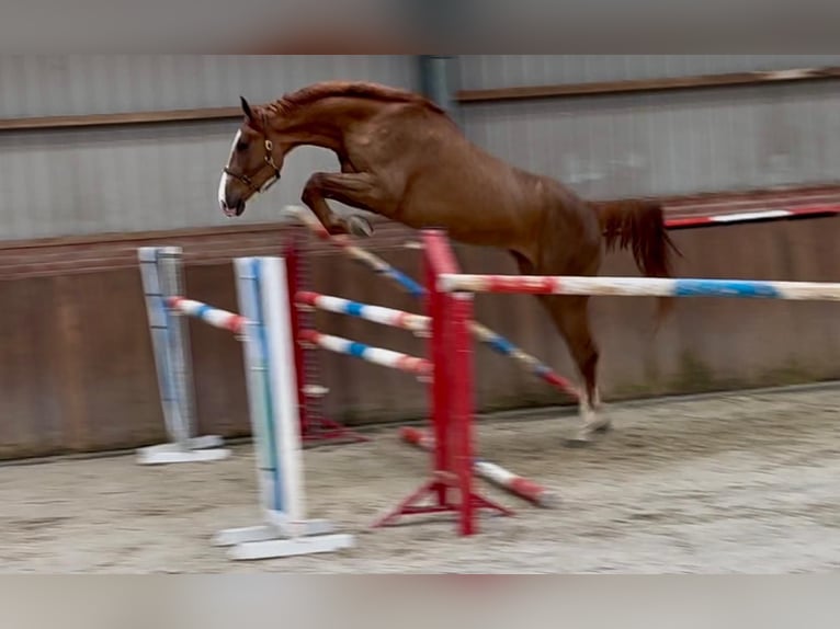 Oldenburg Gelding 3 years 16.3 hh  in GROTE-BROGEL