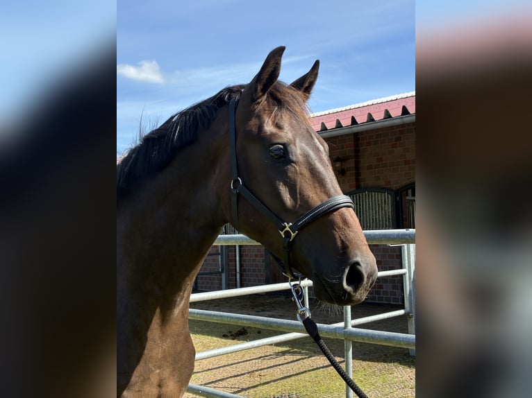 Oldenburg Gelding 3 years 16 hh Bay-Dark in Blunk