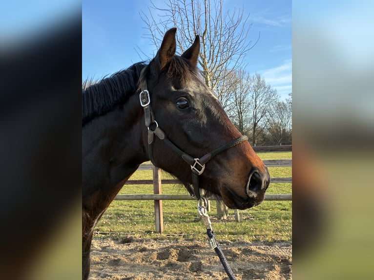 Oldenburg Gelding 3 years 16 hh Bay-Dark in Blunk