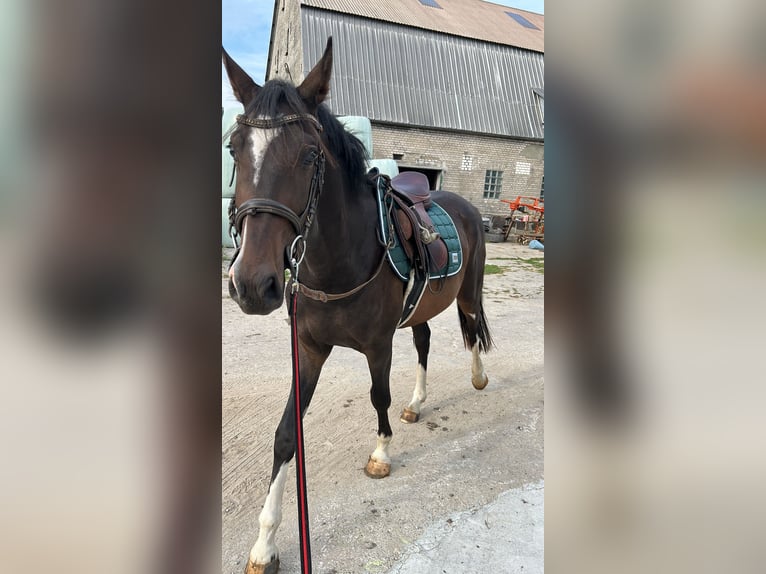Oldenburg Gelding 3 years 16 hh Bay-Dark in Treia