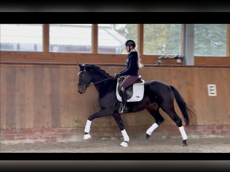 Oldenburg Gelding 3 years 16 hh Bay-Dark in Essen (Oldenburg)