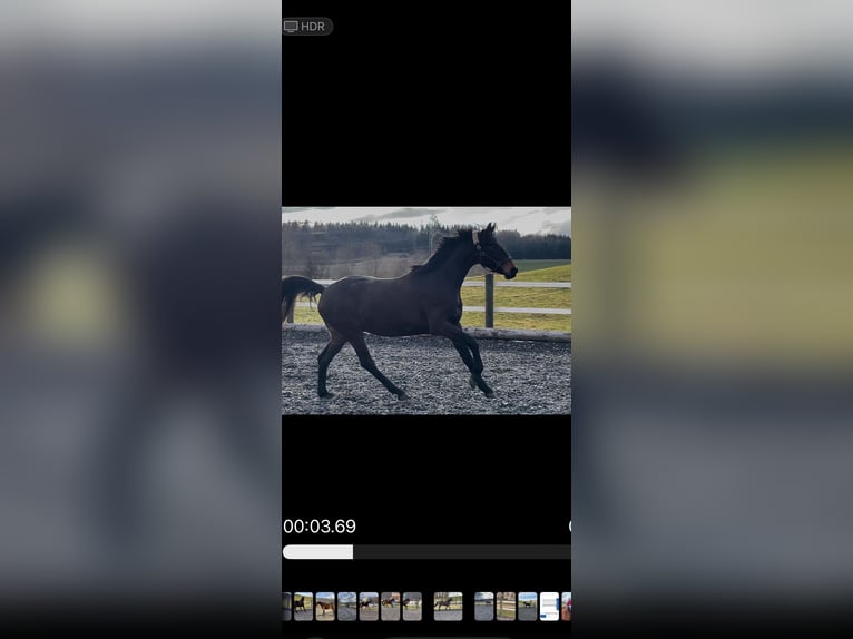 Oldenburg Gelding 3 years 16 hh Bay-Dark in Zwillikon