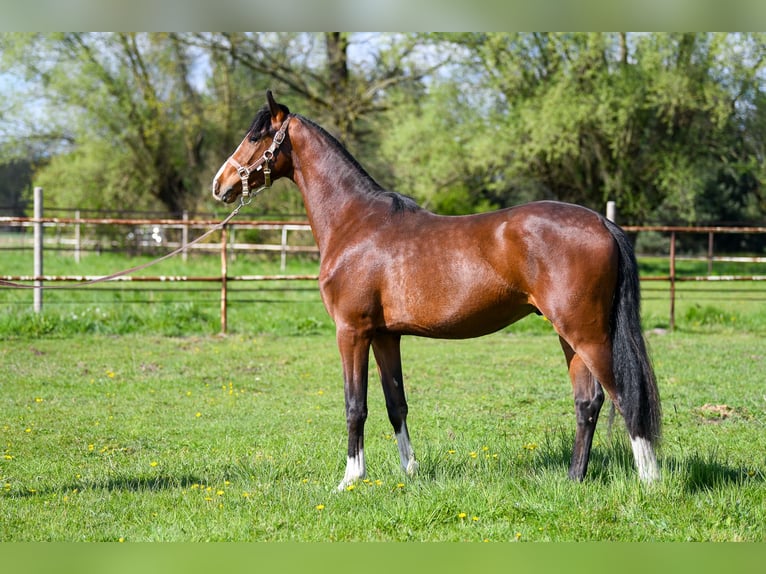 Oldenburg Gelding 3 years 16 hh Bay in Glinik